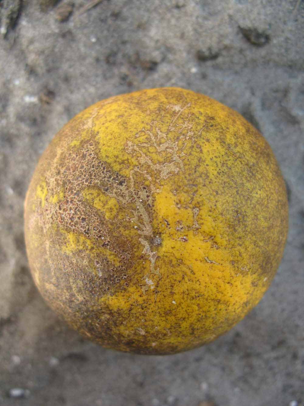            Fruit (Winter Haven, FL)   